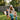 Woman playing with children in a backyard with a wooden slide and trees in the background